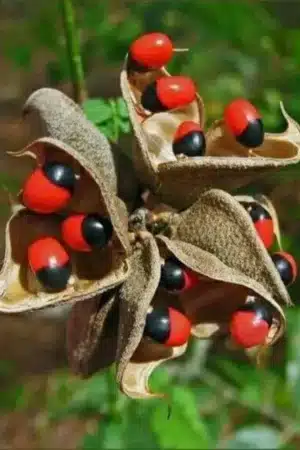adenanthera pavonina