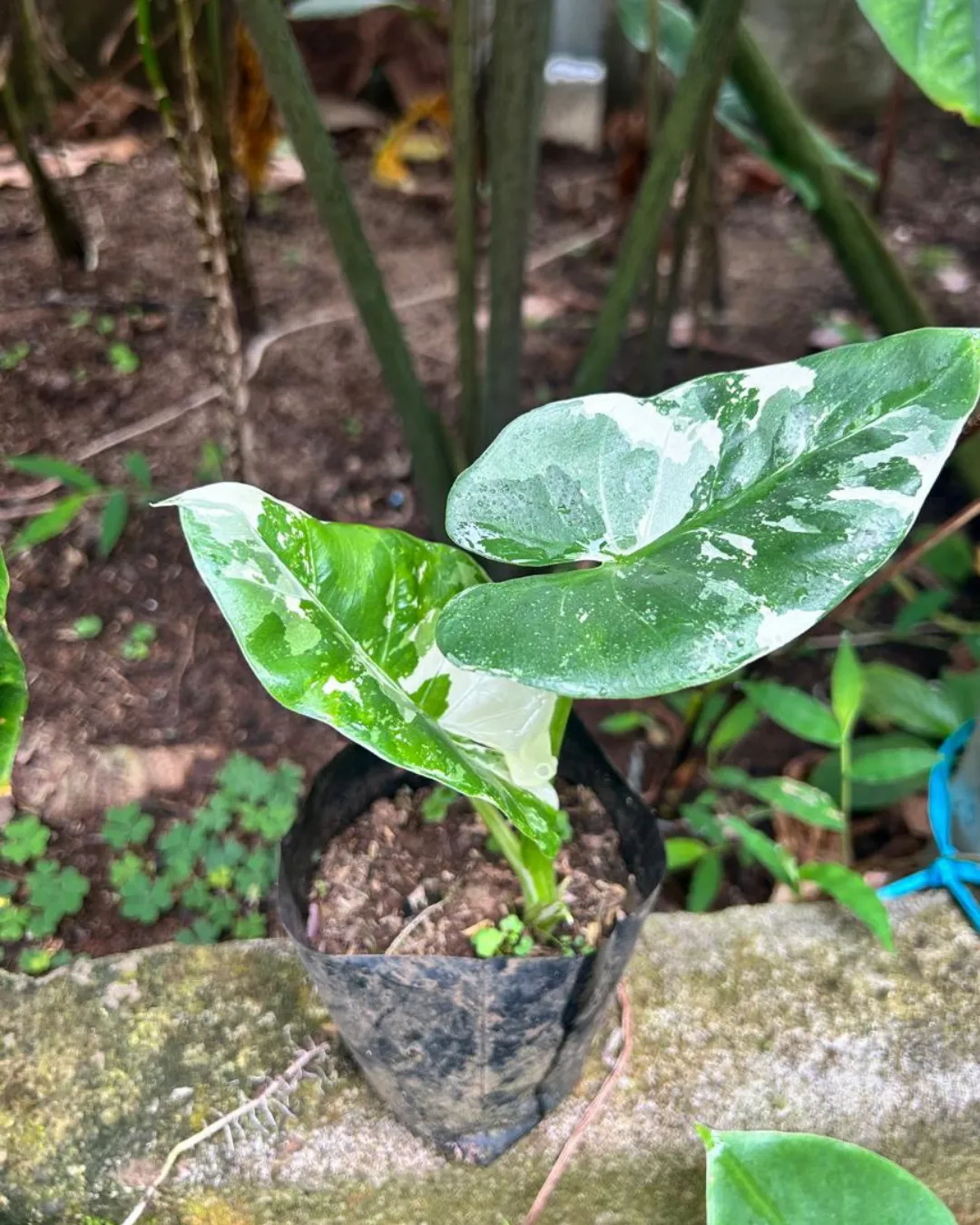 Alocasia macrorrhiza Variegata for sale