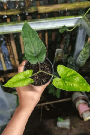 Alocasia olanii