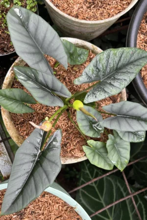 Alocasia reversa