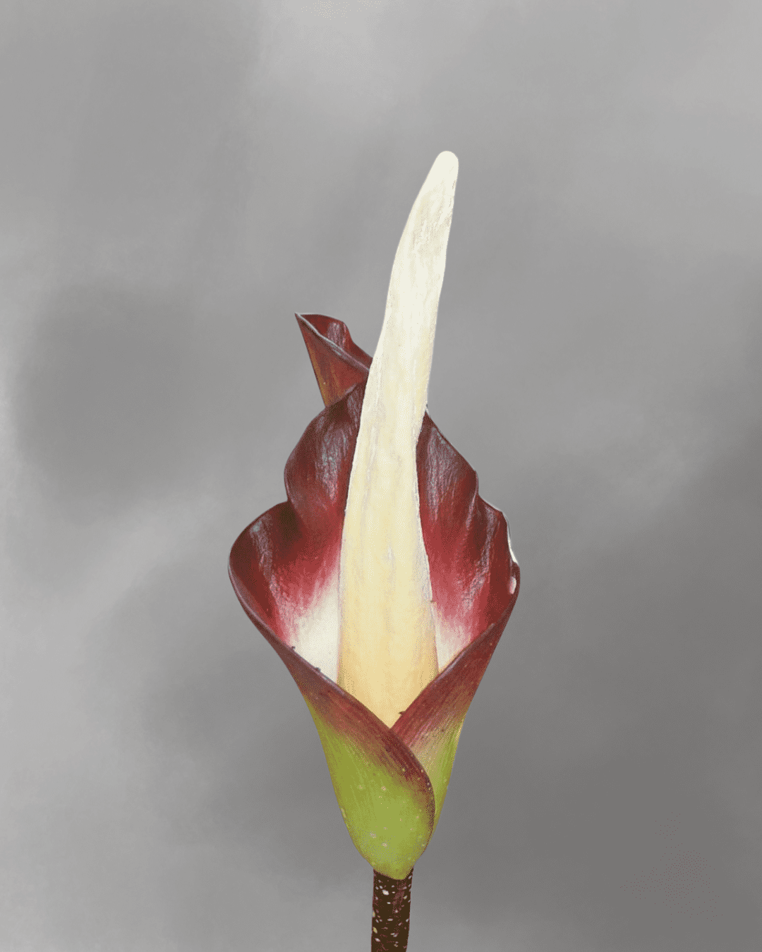 Amorphophallus Hewittii