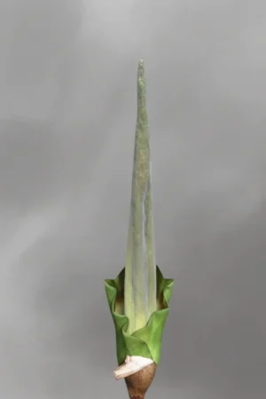 Amorphophallus Lambii
