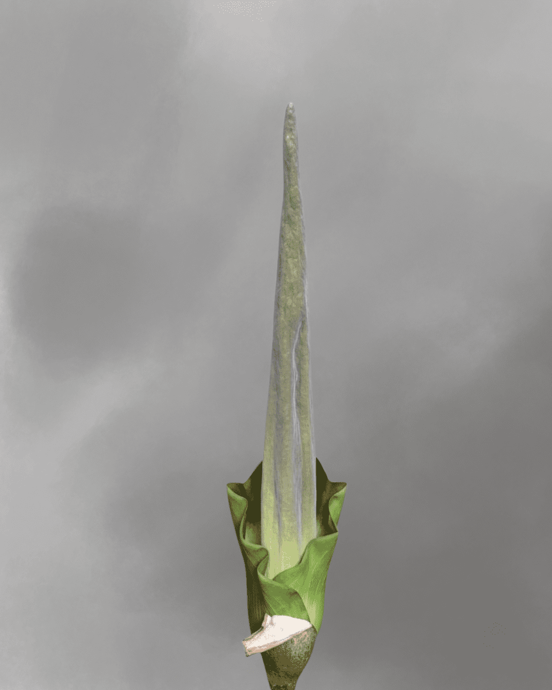 Amorphophallus lambii