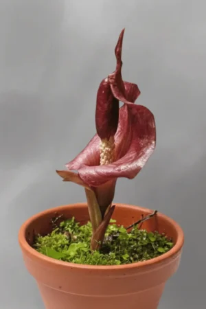 Amorphophallus angulatus