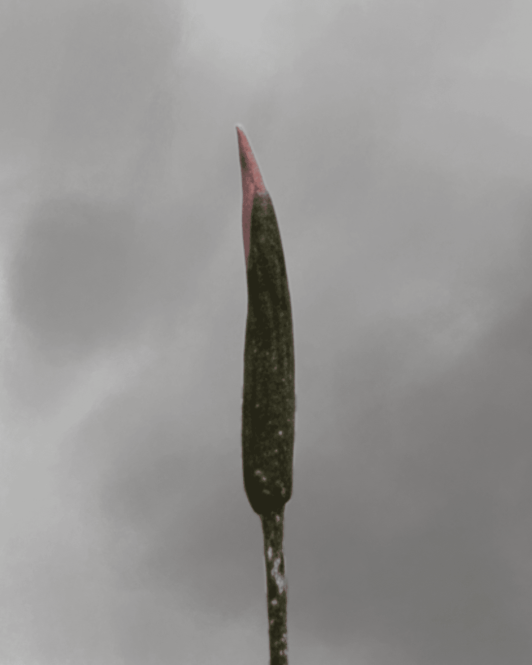 Amorphophallus annulifer