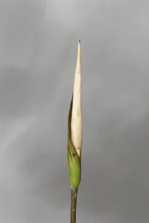 Amorphophallus asper
