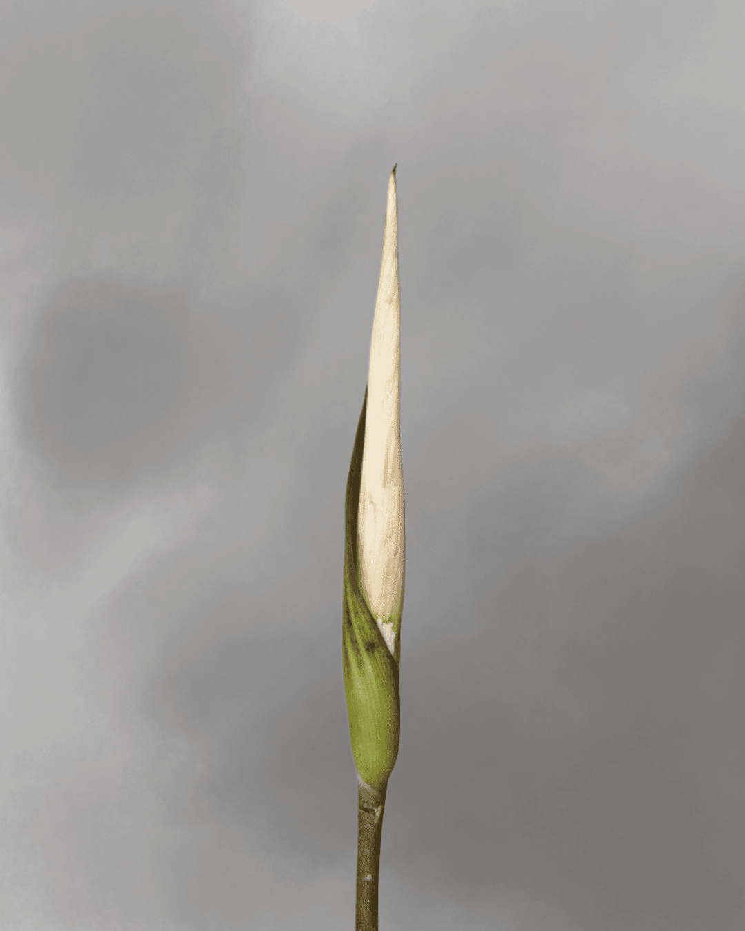 Amorphophallus asper – Tubers & Seeds