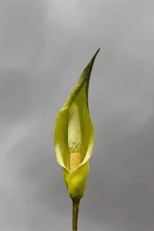 Amorphophallus beccarii