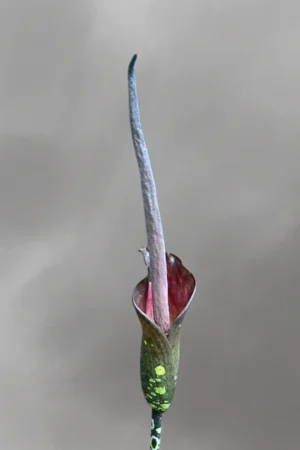 Amorphophallus borneensis