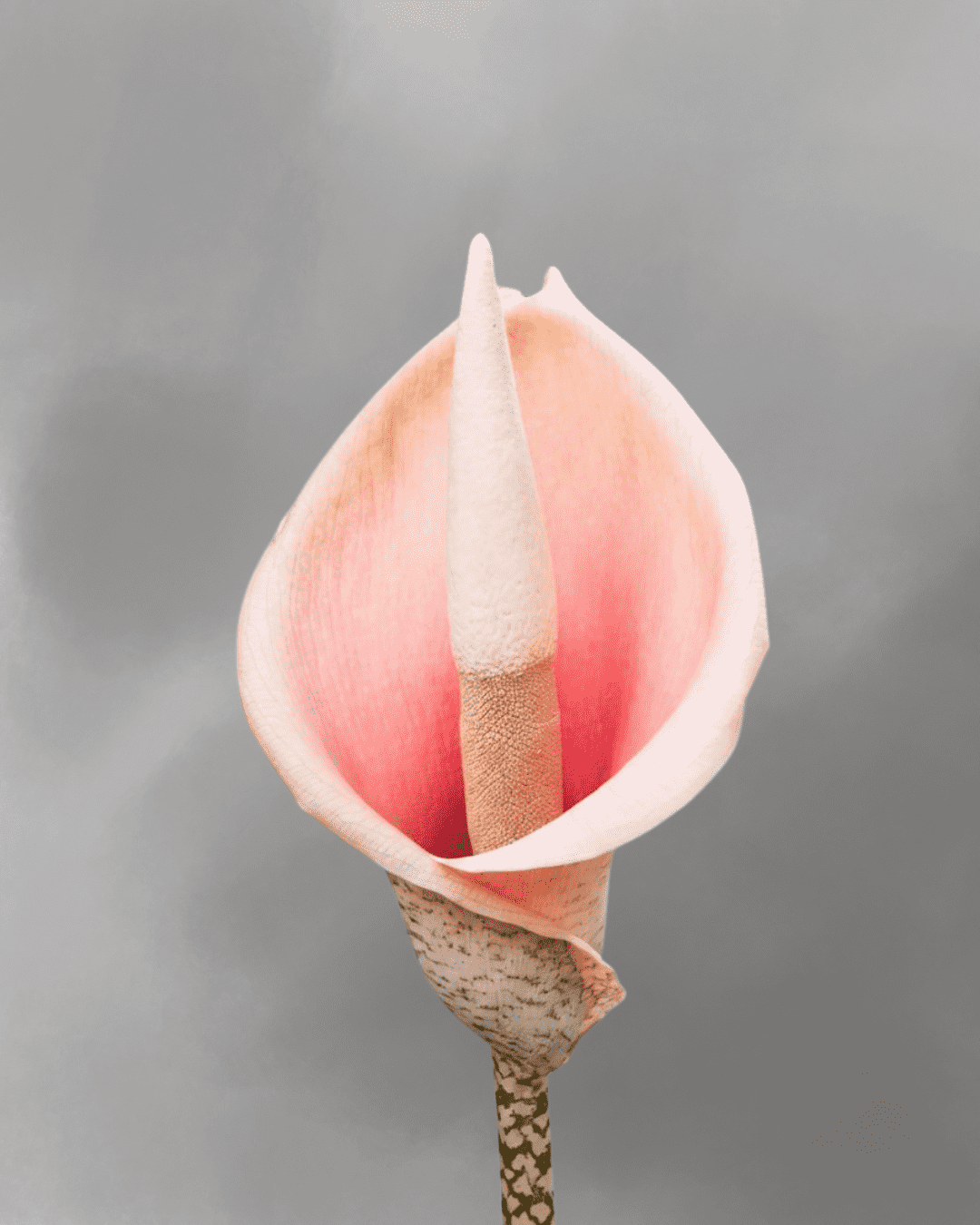 Amorphophallus bulbifer