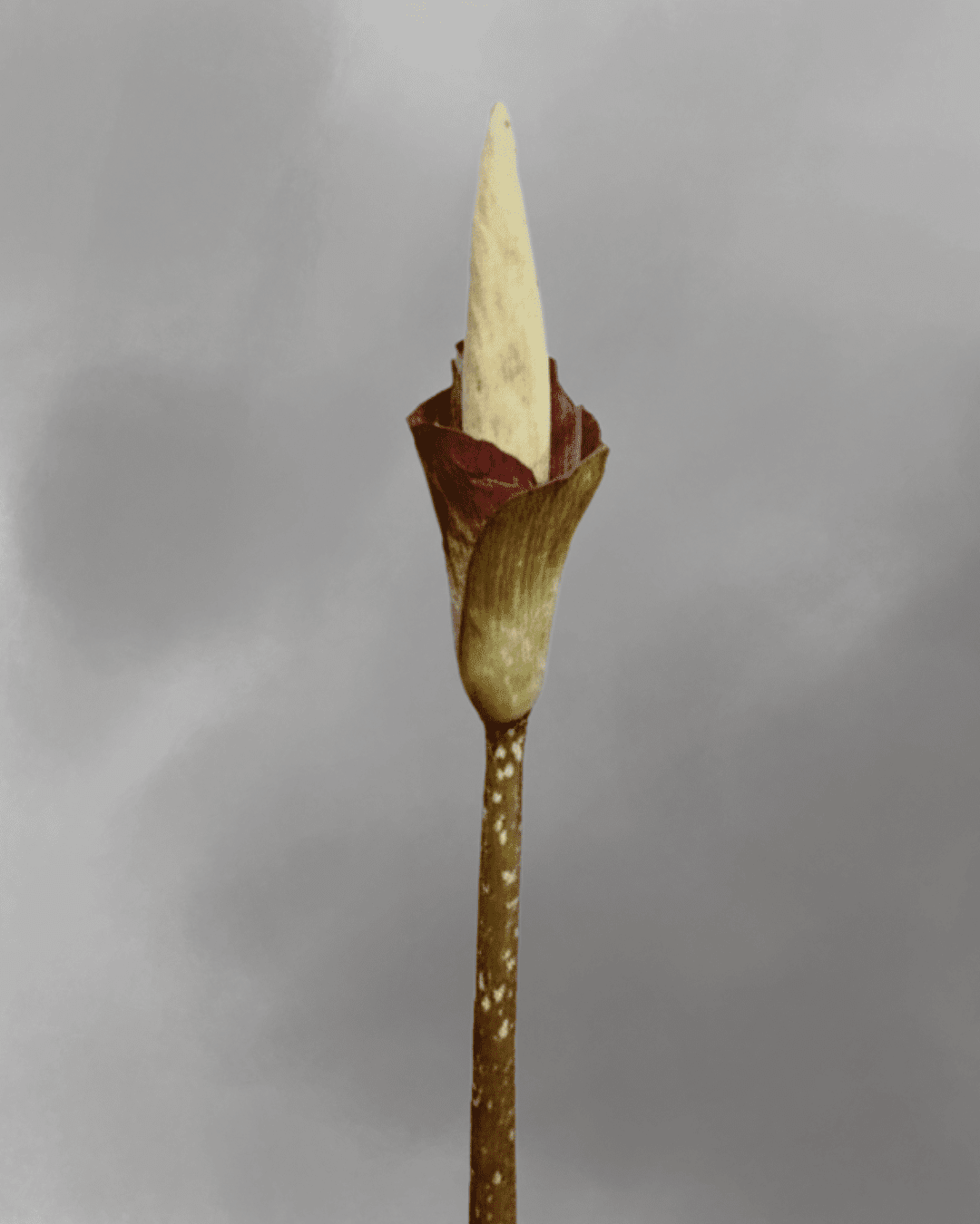 Amorphophallus decus silvae