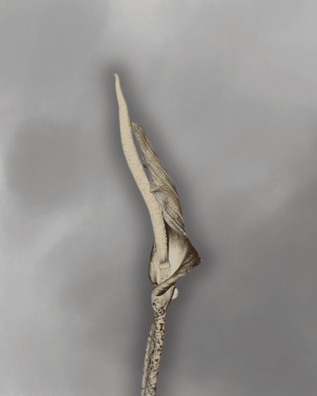 Amorphophallus costatus