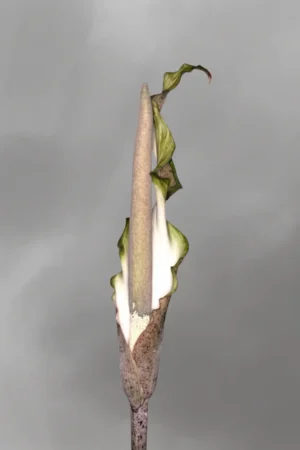Amorphophallus galbra