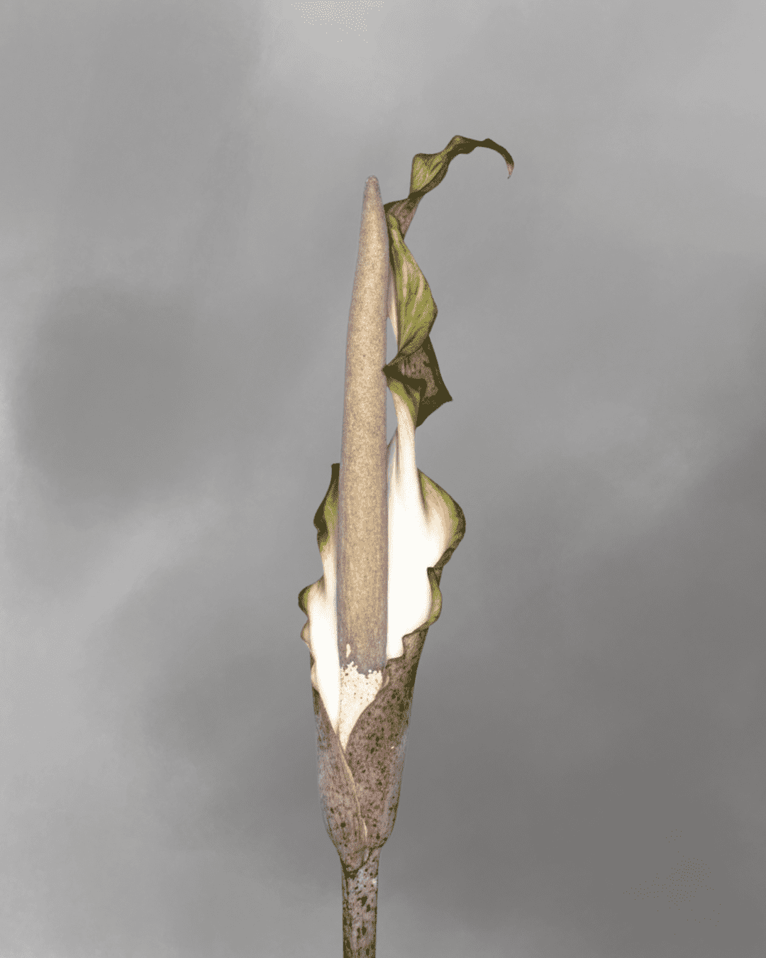 Amorphophallus galbra