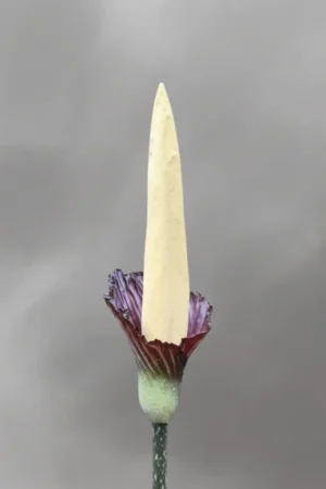Amorphophallus gigas