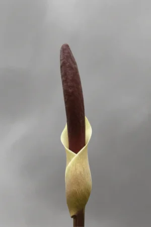 Amorphophallus haematospadix