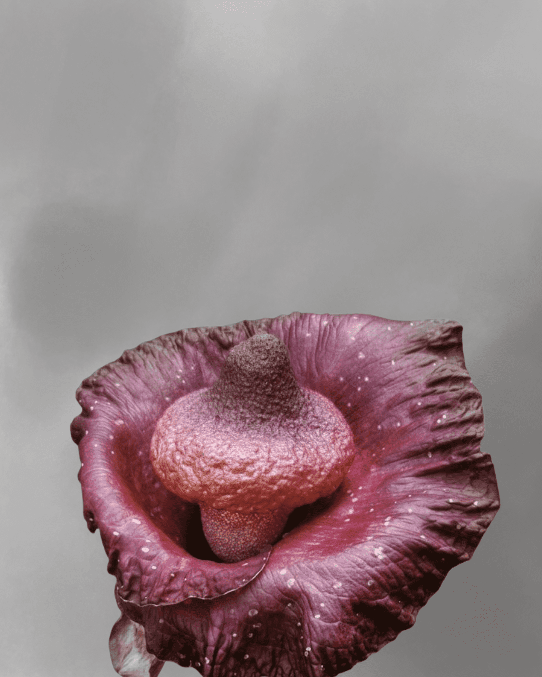 Amorphophallus hirsutus