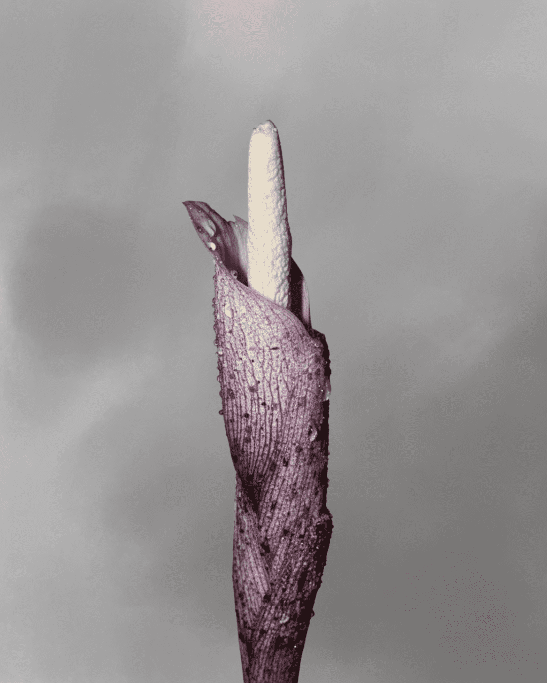 Amorphophallus infundibuliformis