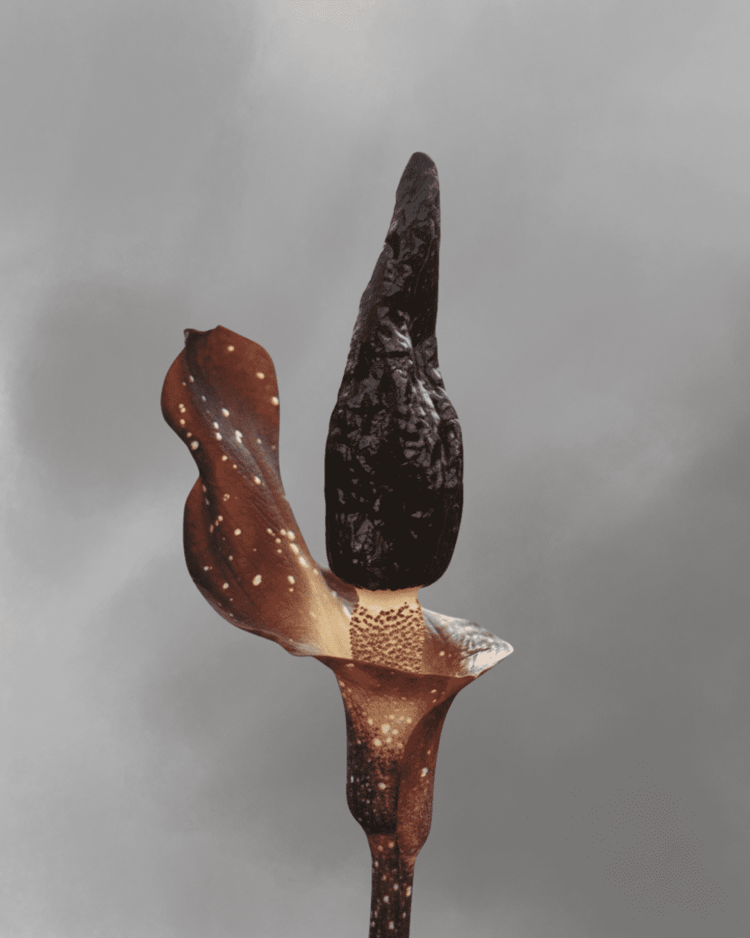 Amorphophallus manta