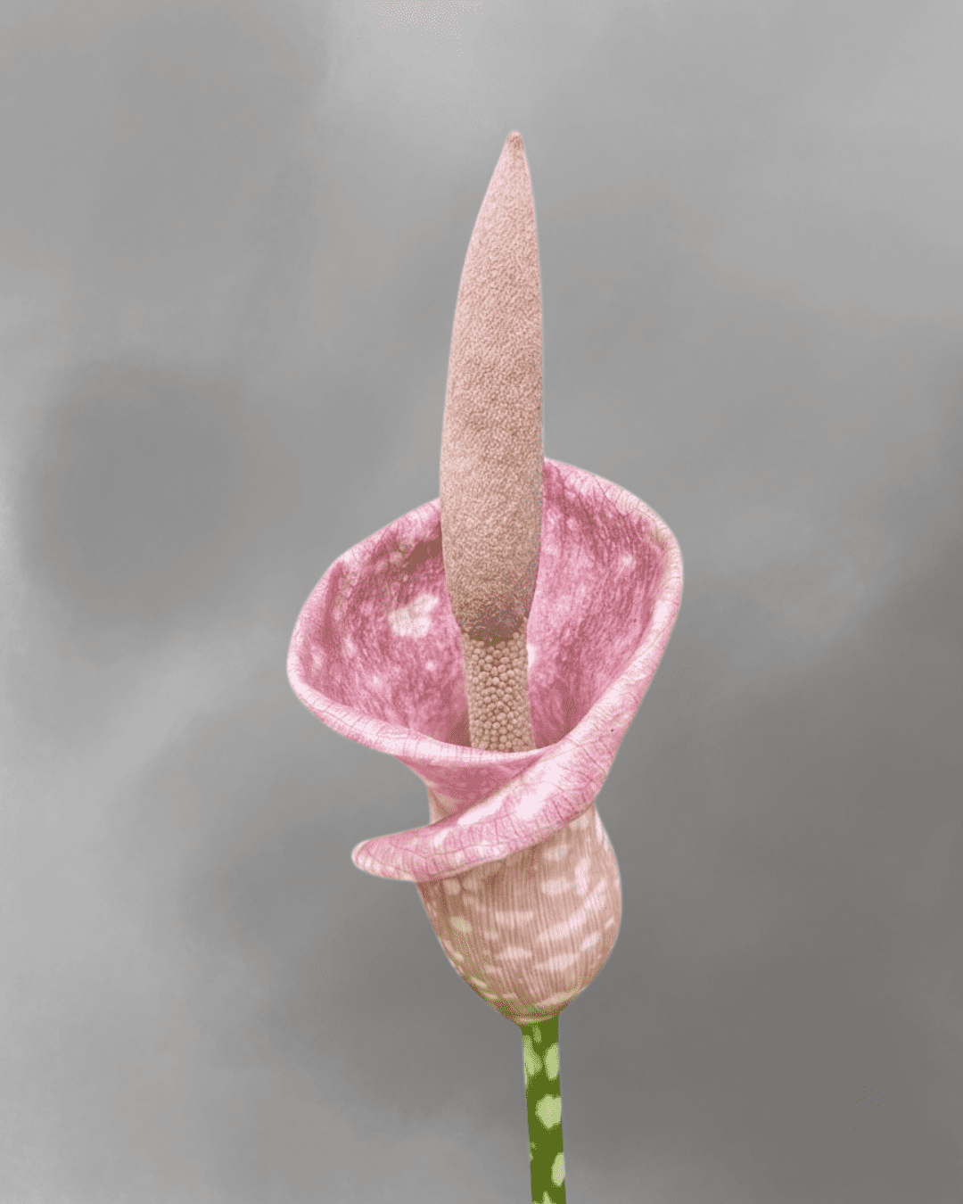 Amorphophallus muelleri