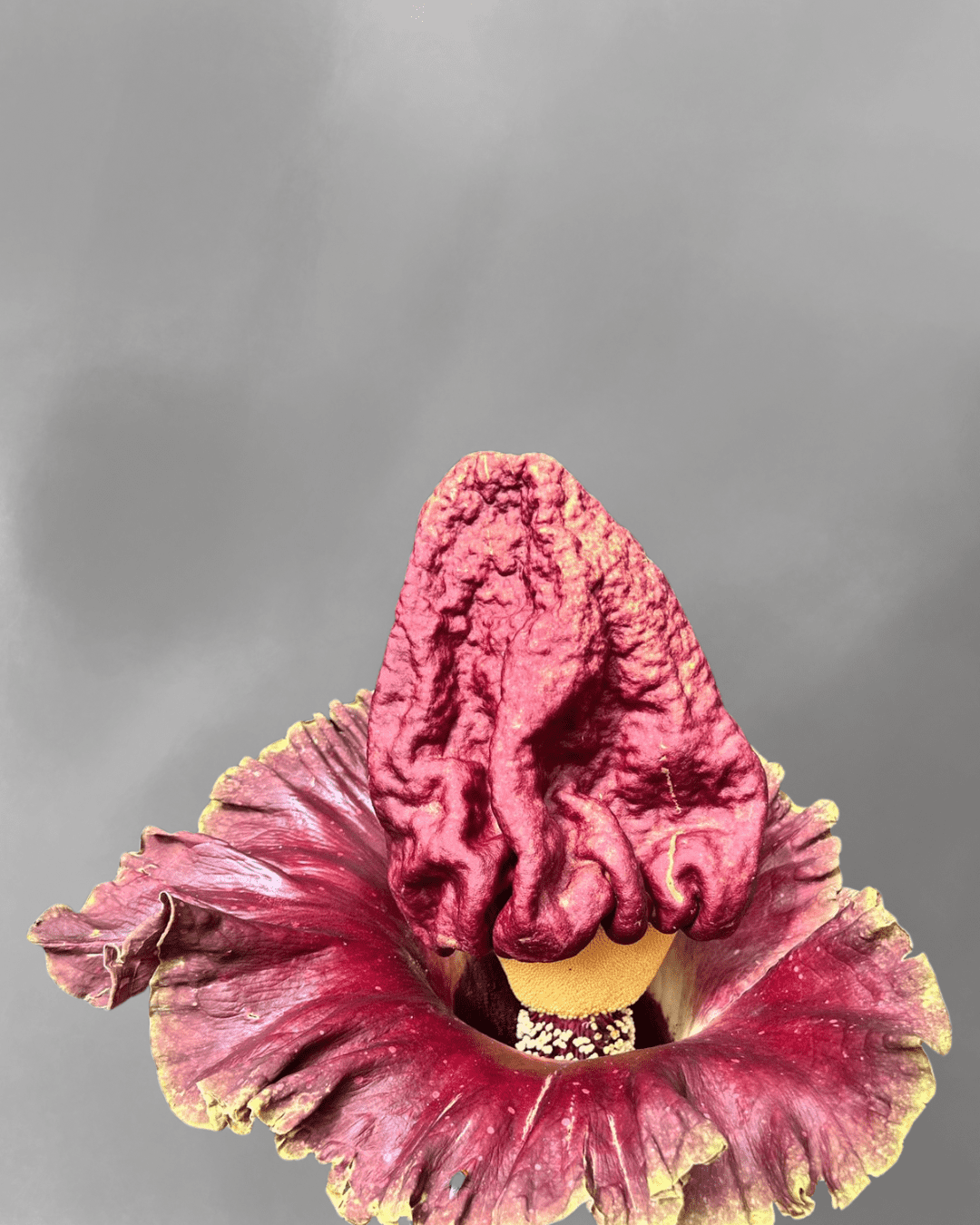 Amorphophallus paeoniifolius