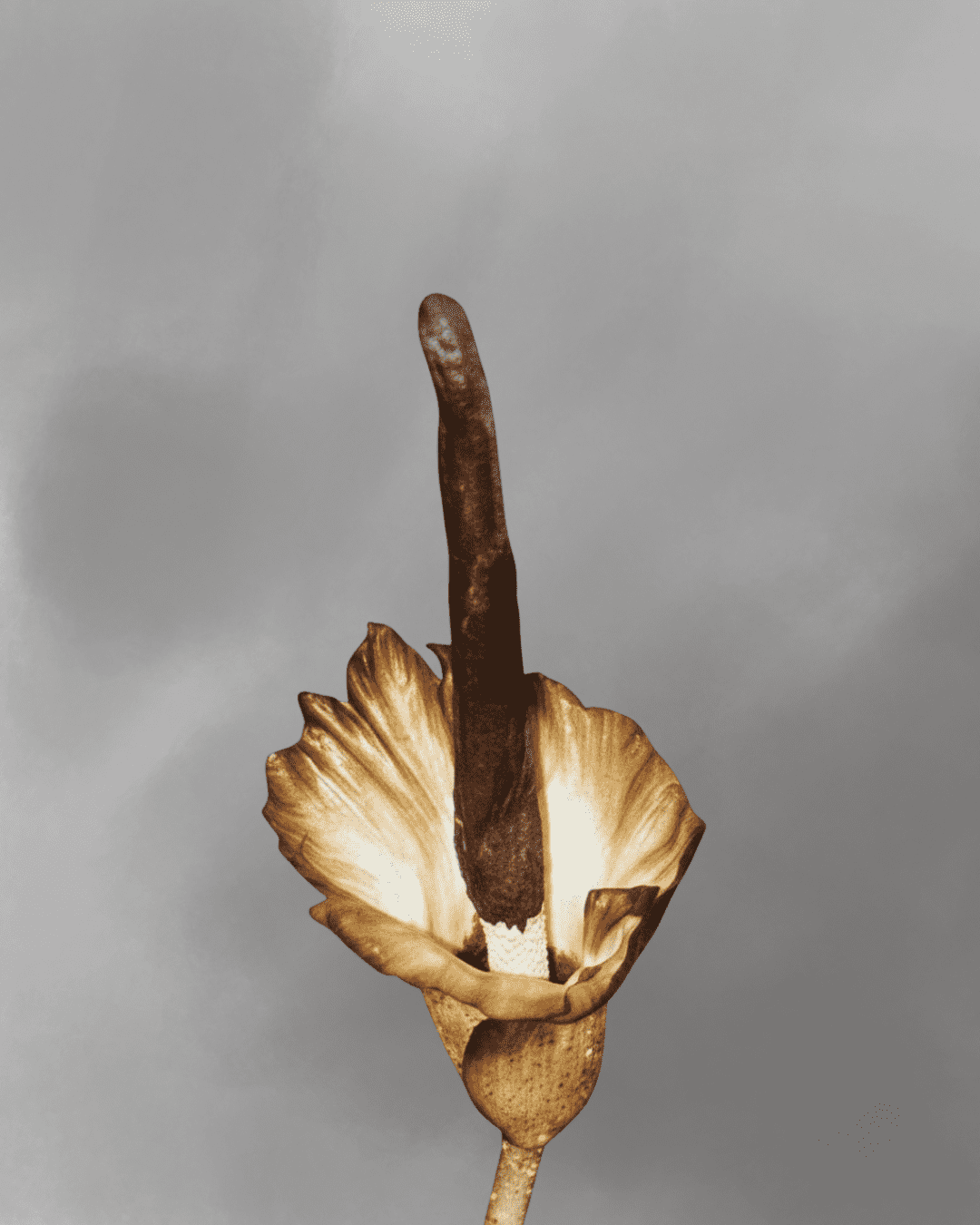 Amorphophallus plicatus