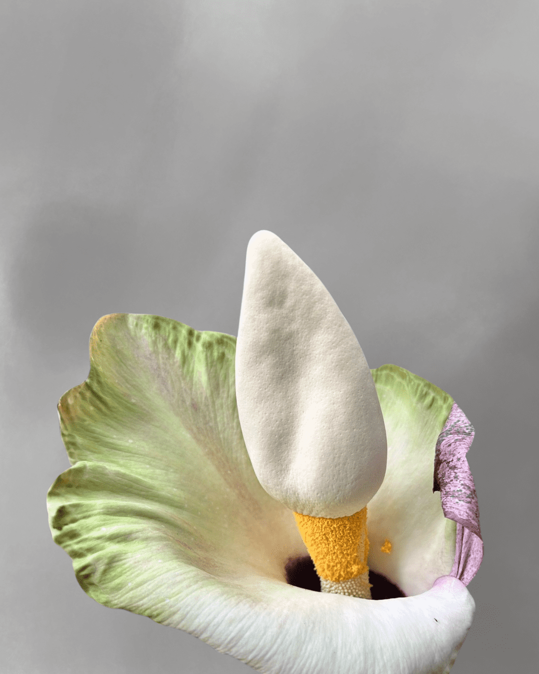 Amorphophallus prainii