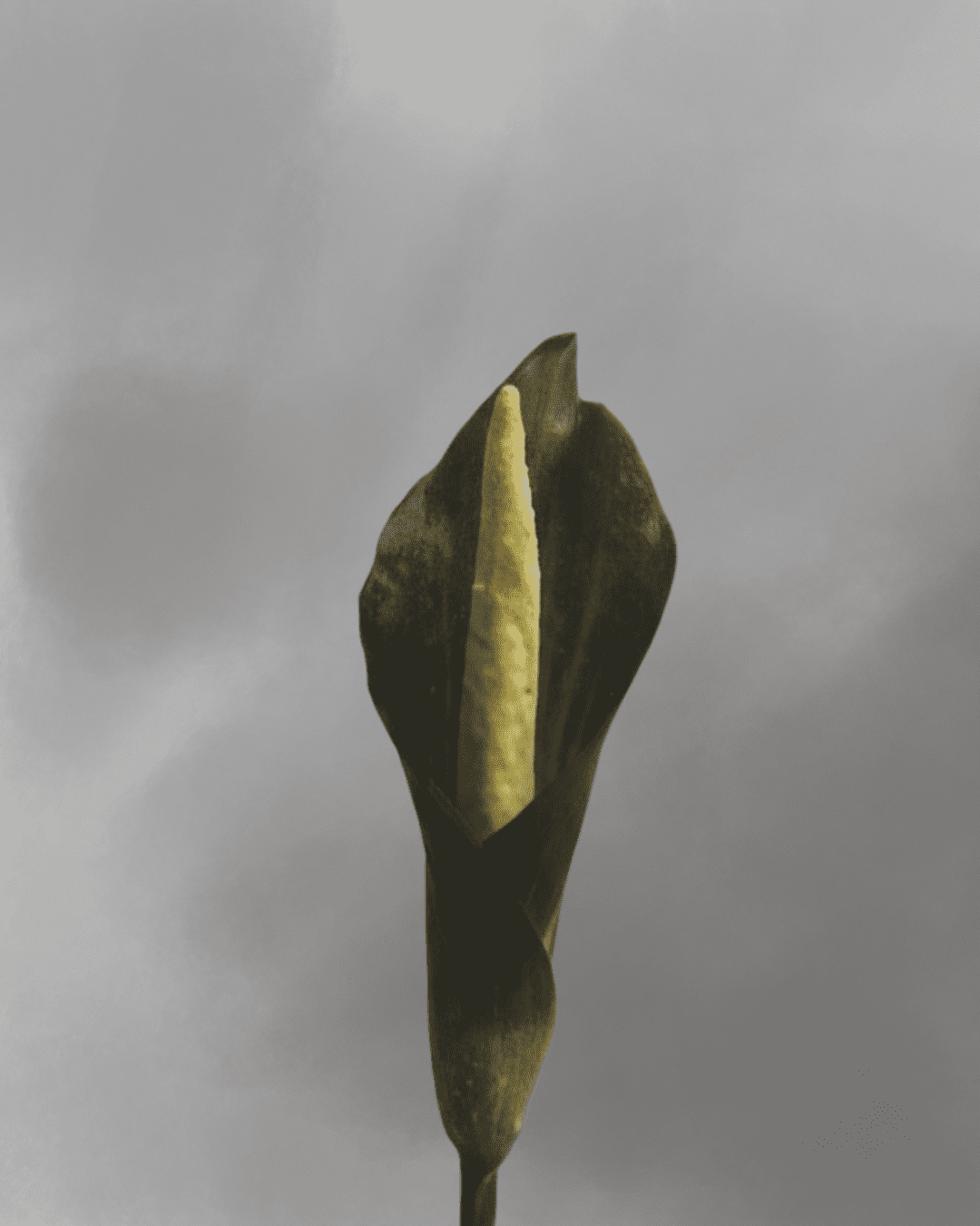 Amorphophallus sagittarius