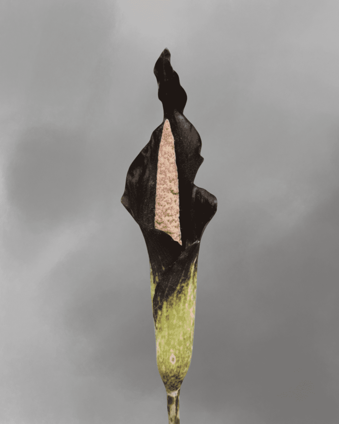 Amorphophallus spectabilis