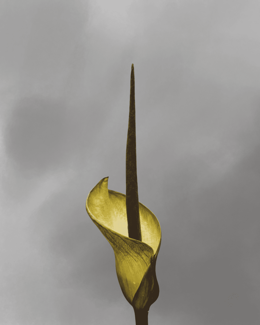 Amorphophallus tinekeae