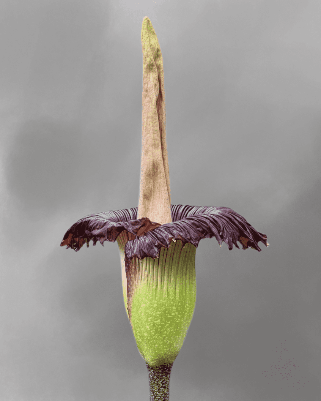 Amorphophallus titanum