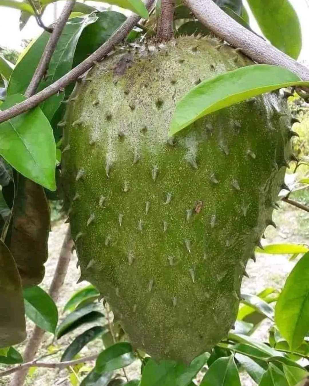 Anthurium dorayaki x regale