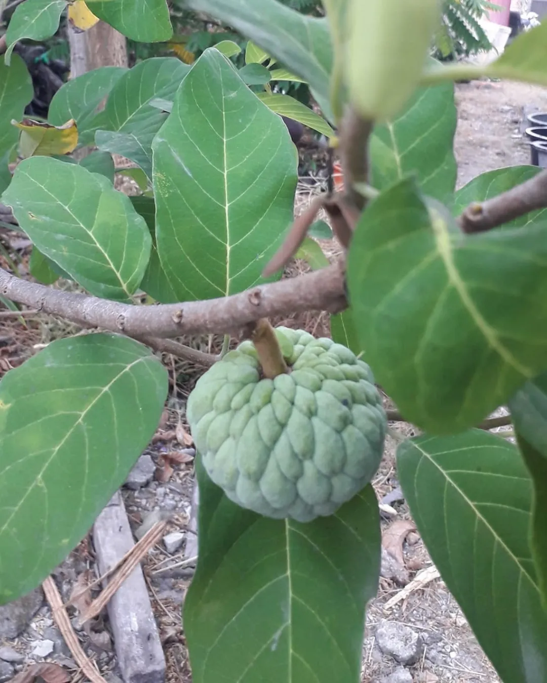 Annona squamosa