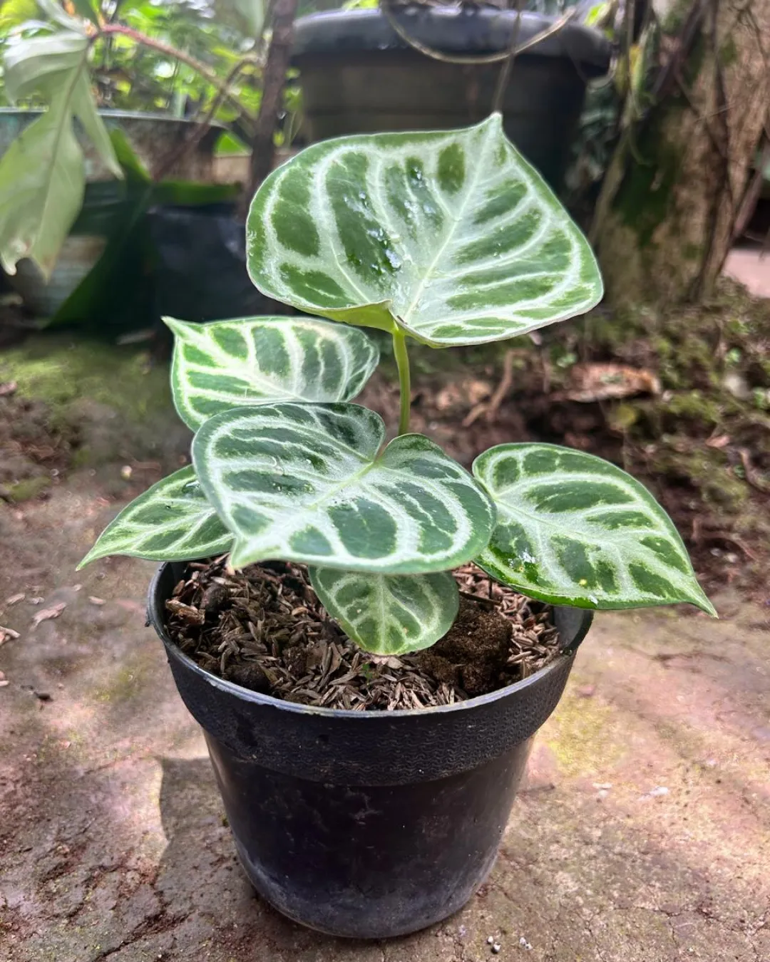 Anthurium dorayaki hybrid