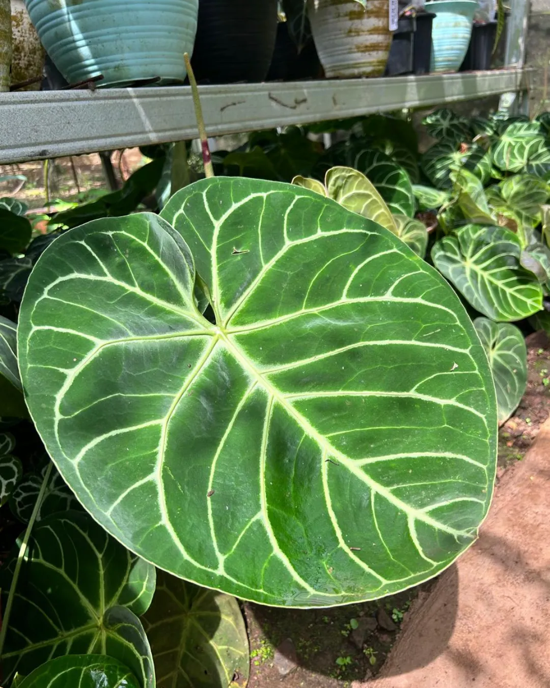 Anthurium dorayaki x regale