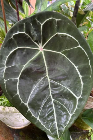 Anthurium forgetii
