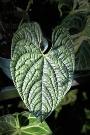 Anthurium luxurians