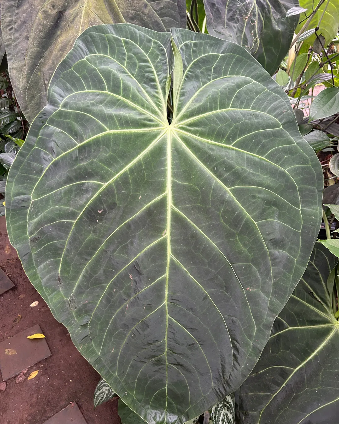 Anthurium magnificum