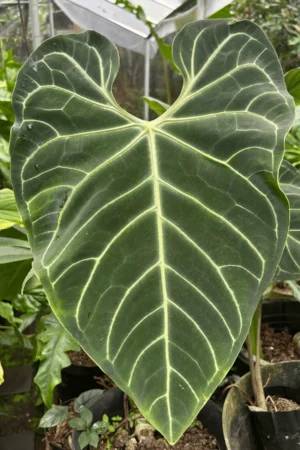 Anthurium regale