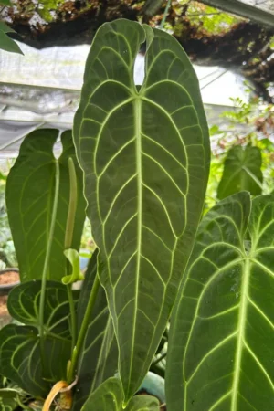 Anthurium waroqueanum