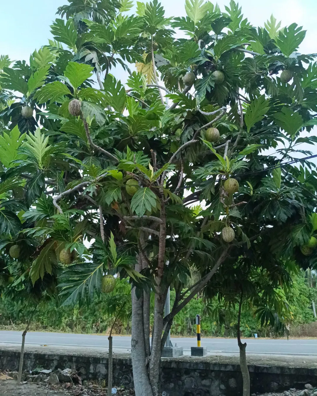 Artocarpus altilis (sukun)