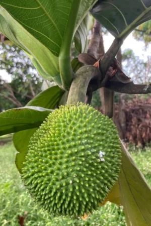 Artocarpus camansi