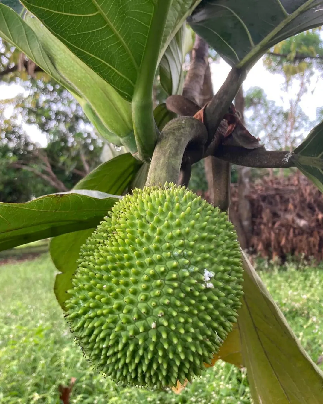 Artocarpus camansi