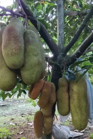 Artocarpus heterophyllus