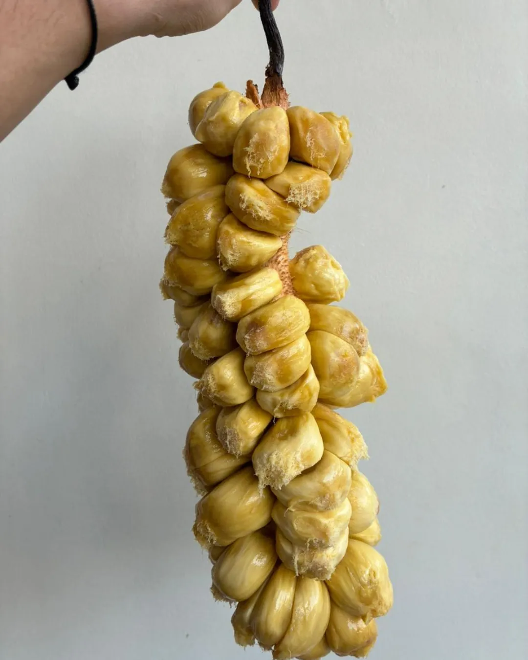 Artocarpus integer