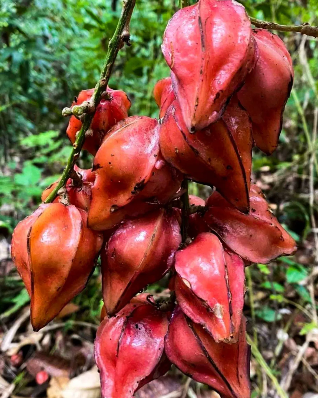 Baccaurea angulata (Red Angled Tampoi)