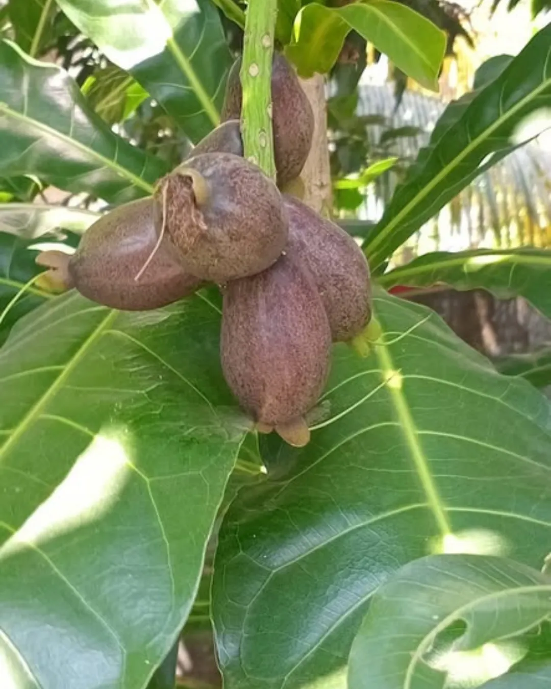 Barringtonia edulis fruit