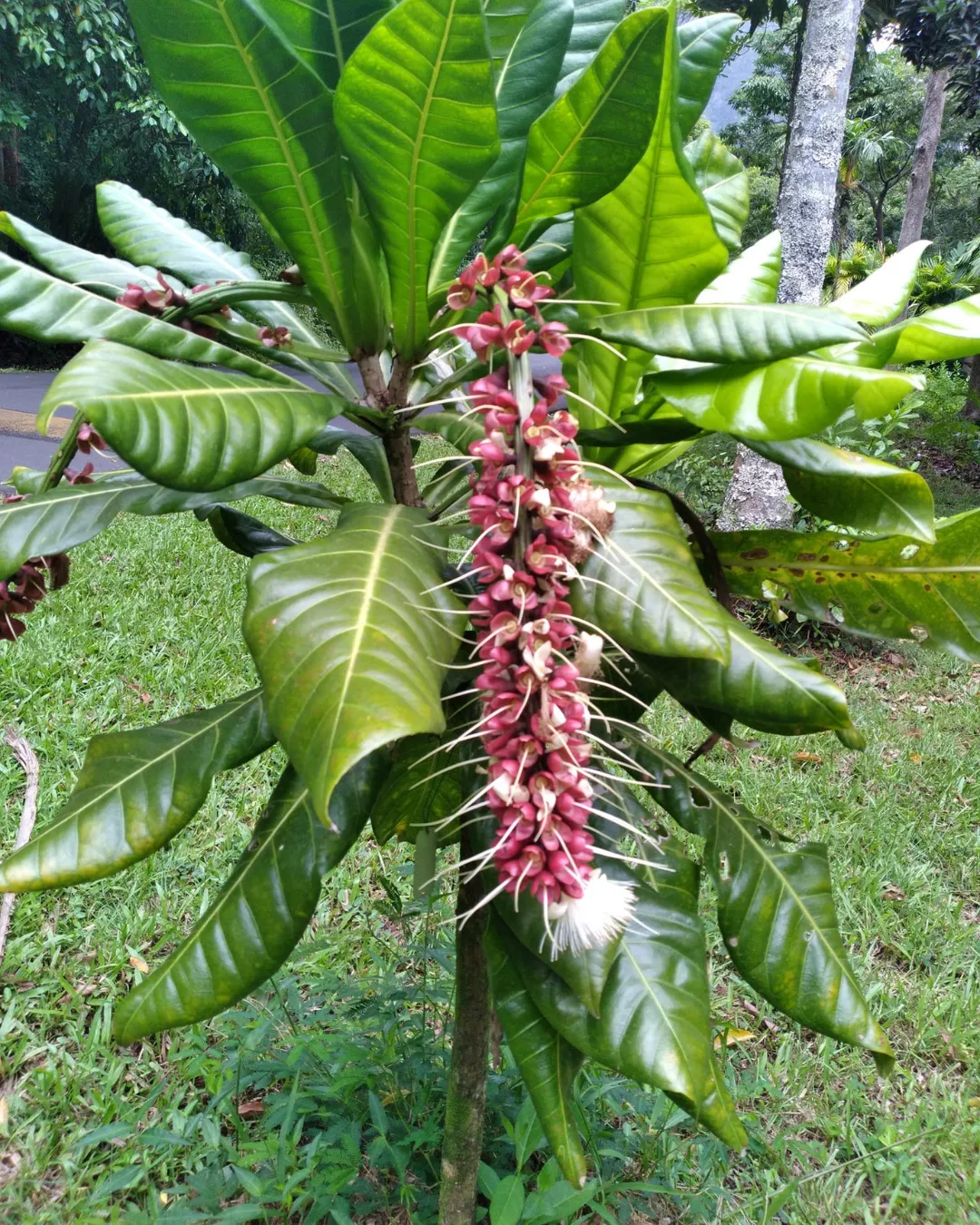 Barringtonia edulis (Cutnut)