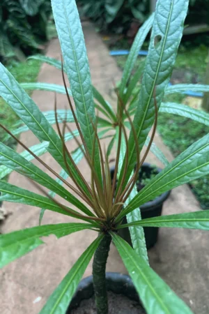 Barringtonia papuana (Kun-Job Tree)