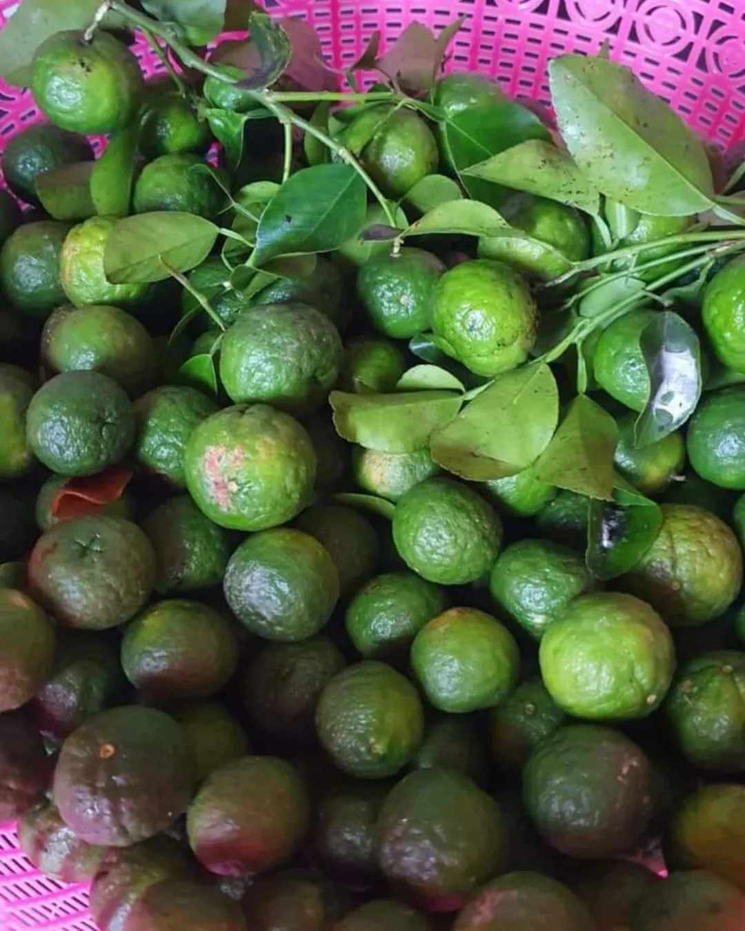 Citrus hystrix (Kaffir Lime)